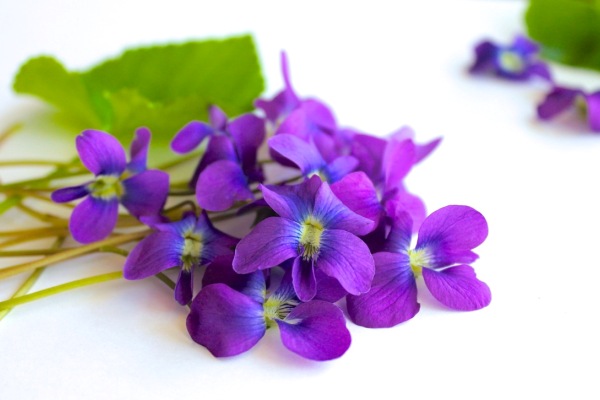 violets