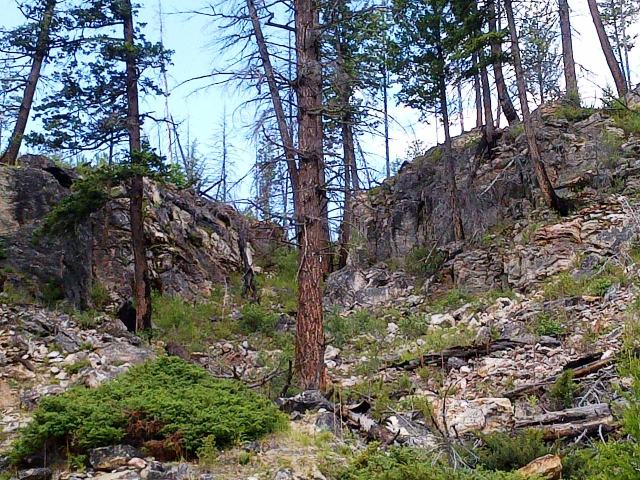 Myra Canyon Forest