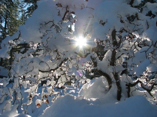 Photograph by MJC, Vancouver Island